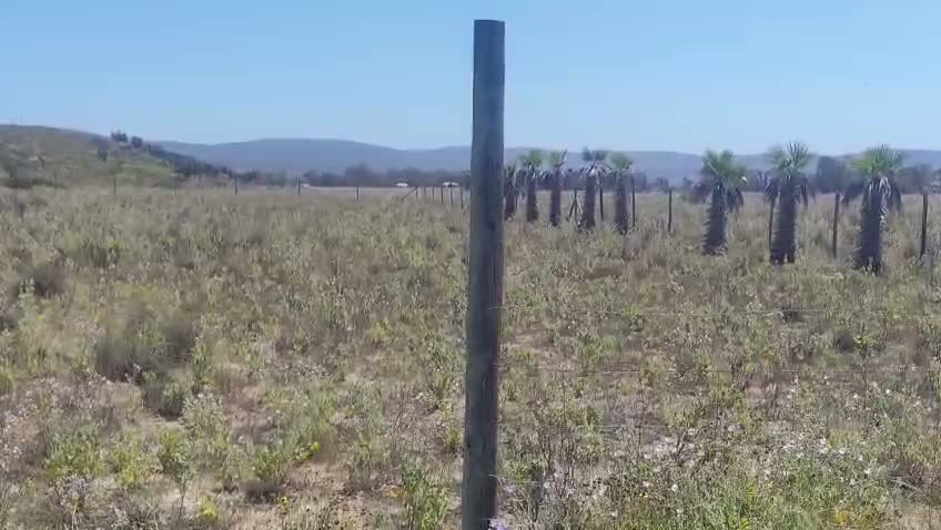 Fotograma del recorrido junto a las palmeras y el cerco